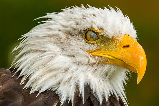 istock Bald eagle. Haliaeetus leucocephalus headshot close up. Majestic bald eagle portrait. 2239490851