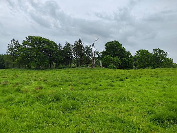 istock Old and dry tree atop a verdant hillside 2239494481