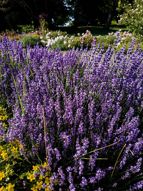 istock Many Lavender Flowers 2239495114
