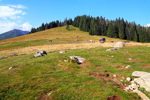 istock Scenic mountain landscape with grassy meadow and evergreen trees under a bright blue sky. 2239495331