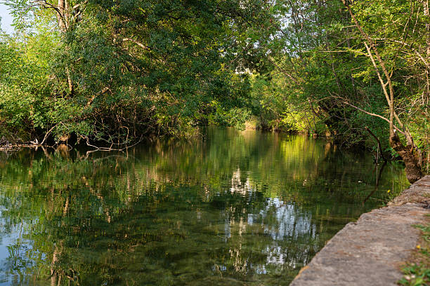 istock Lush green foliage reflecting in the calm river water 2239495414