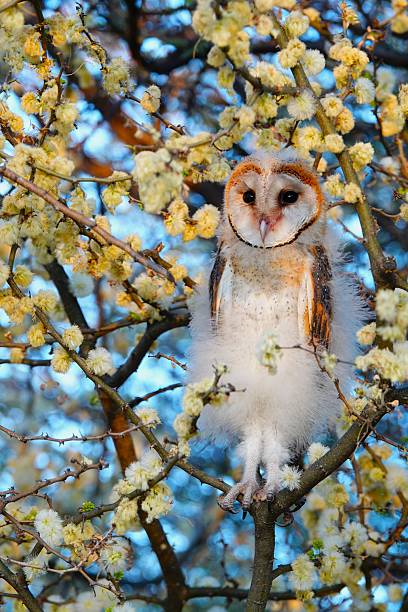 istock Young barn owl fledgeling (Tyto alba) sitting in a flowering tree. 2239500745