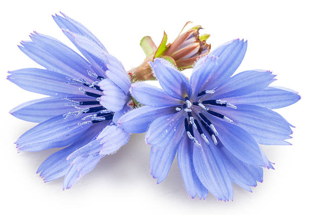 istock Blue delicate chicory flowers on white background. File contains clipping paths. 2239502040