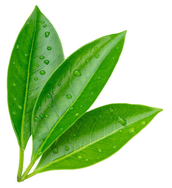 istock Green tropical leaves covered with water drops isolated on white background. File contains clipping path. 2239502083