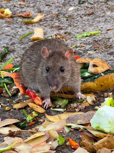 istock Urban Rat Scavenging Food Scraps 2239502211