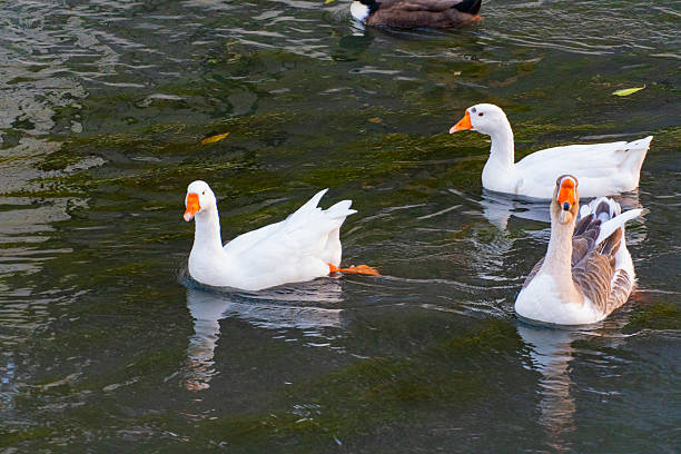 istock Geese at the Water Edge 2239502215