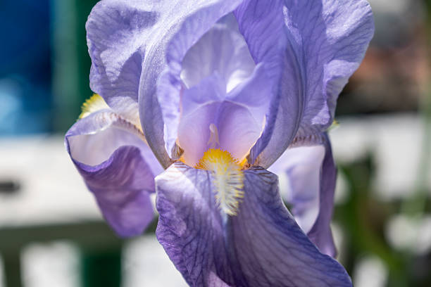 istock Iris in a garden, spring flower, iridaceae 2239502291