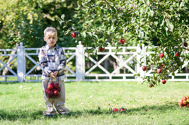 istock Little Boy Picking Apples in Sunny Autumn Orchard 2239503141
