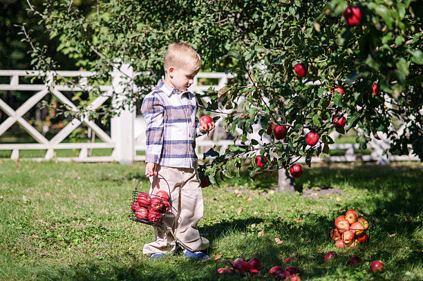 istock Little Boy Picking Apples in Sunny Autumn Orchard 2239503155