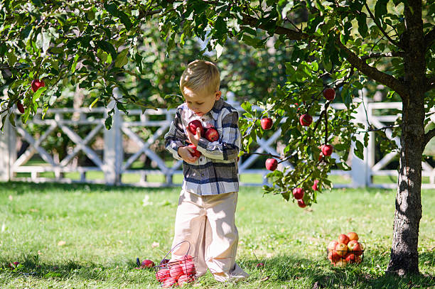 Baby boy eating apple in park stock photo