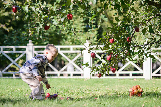 istock Little Boy Picking Apples in Sunny Autumn Orchard 2239503191