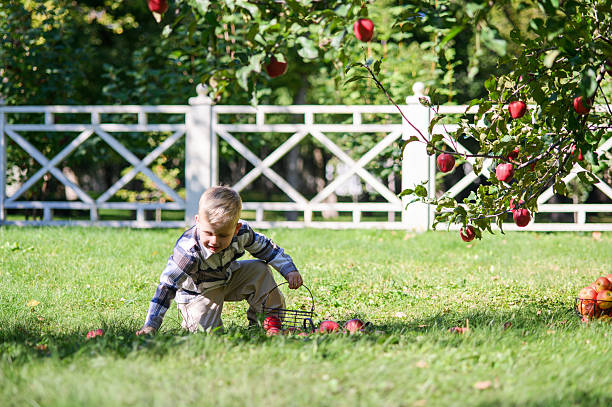 Little Boy Picking Apples in Sunny Autumn Orchard