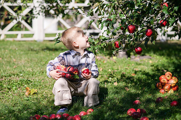 istock Little Boy Picking Apples in Sunny Autumn Orchard 2239503201