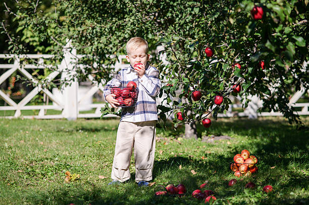 istock Little Boy Picking Apples in Sunny Autumn Orchard 2239503206