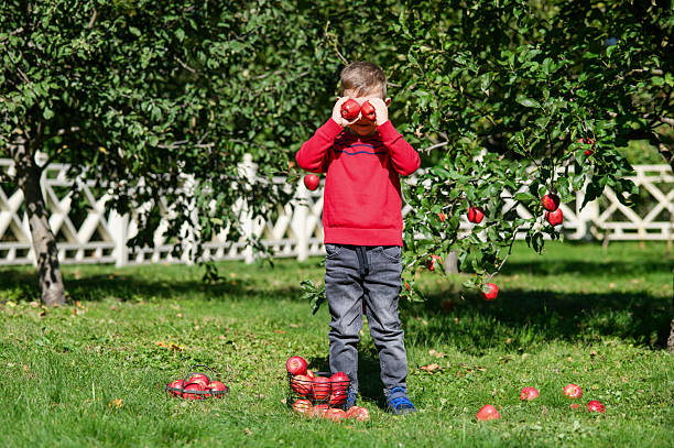 Smiling Boy Holding Apple in Autumn Orchard.