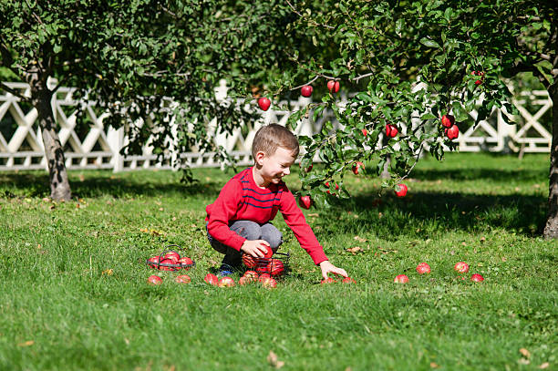 istock Smiling Boy Holding Apple in Autumn Orchard 2239503252