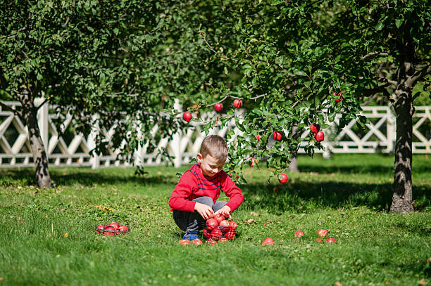 istock Smiling Boy Holding Apple in Autumn Orchard 2239503261
