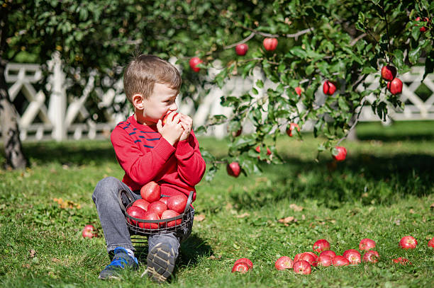 istock Smiling Boy Holding Apple in Autumn Orchard 2239503270