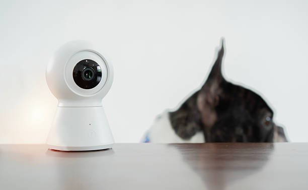 istock Home security camera on the table with blurred of dog climbs up on the table 2239504533