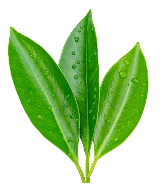 istock Green tropical leaves covered with water drops isolated on white background. File contains clipping path. 2239507244