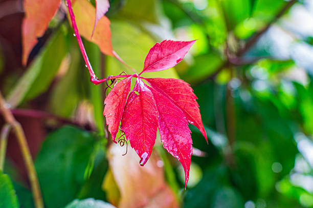 Single red autumn leaf with water droplets hanging on a vine. Blurred green background. Macro shot with shallow depth of field. Nature and seasonal concept.