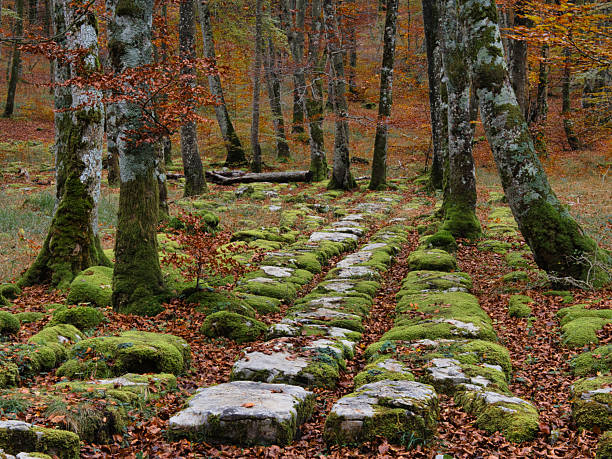 Historic Moss-Covered Stone Path Through Autumnal Forest - Serene wide-angle view of a medieval road or old trail covered in bright green moss and scattered brown fall leaves in a European woodland.