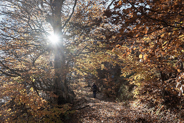 istock Autumn, yellow colors of deciduous trees 2239508567