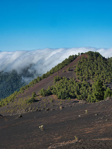 istock Solitary Pine on Volcanic Ridge View - Single pine tree on a black volcanic slope with a panoramic view of the vast mountain range and cloud formations under a clear blue sky. 2239509967