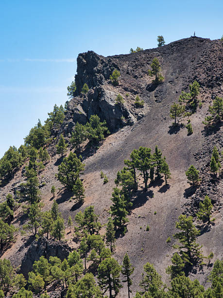 istock Pine Trees on Steep Black Volcanic Slope - Canary pine trees growing on a steep hillside of black volcanic ash and reddish-brown earth under a clear blue sky, illustrating resilient nature. 2239509991