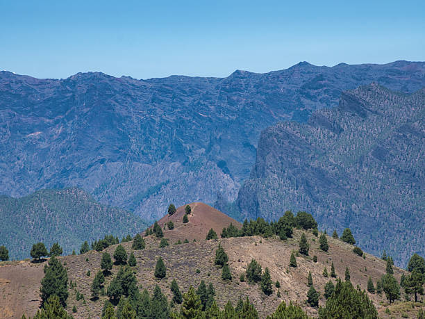 istock Pine Trees on Steep Black Volcanic Slope - Canary pine trees growing on a steep hillside of black volcanic ash and reddish-brown earth under a clear blue sky, illustrating resilient nature. 2239509995