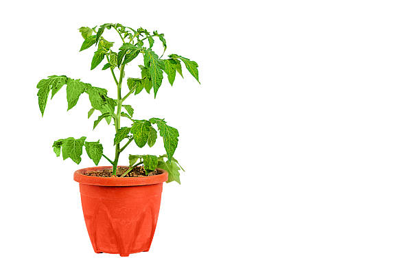 istock Small tomato bush growing inside brown, red plastic flower pot isolated on white background with clipped path and copy space for text. Blank for gardening, home planting theme artworks template 2239510018