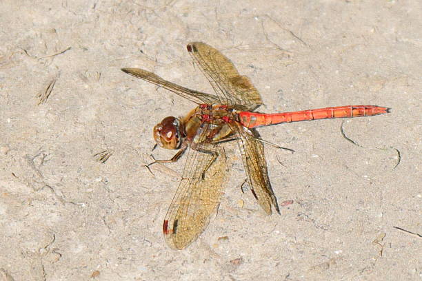 istock Red Dragonfly Resting on Dusty Earth Path with Veined Transparent Wings 2239510597