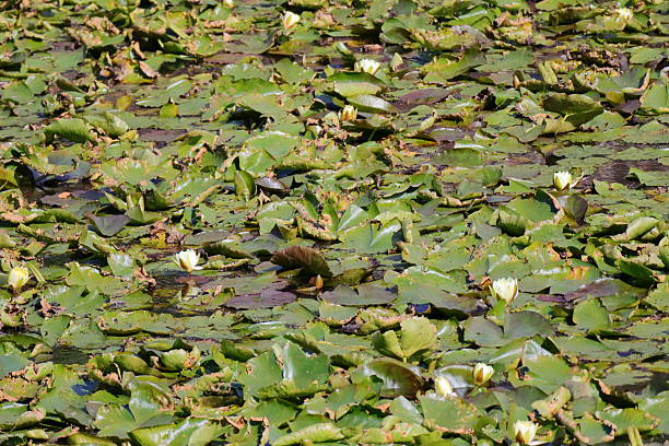 istock White Water Lilies Blooming Amid Dense Lily Pads on Still Pond 2239510868