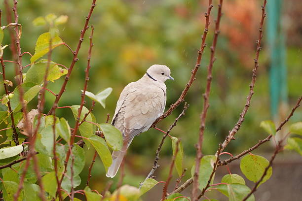 Close-up of a lone Eurasian Collared Dove (Streptopelia decaocto) perched on a tree branch during light autumn rain. The light gray bird, with its characteristic black half-collar, is set against a soft, colorful bokeh of green and yellow fall foliage.