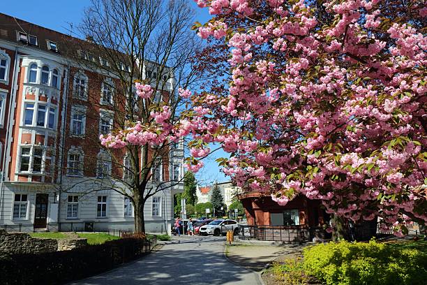 istock Cherry blossoms in Gliwice, Poland 2239512064