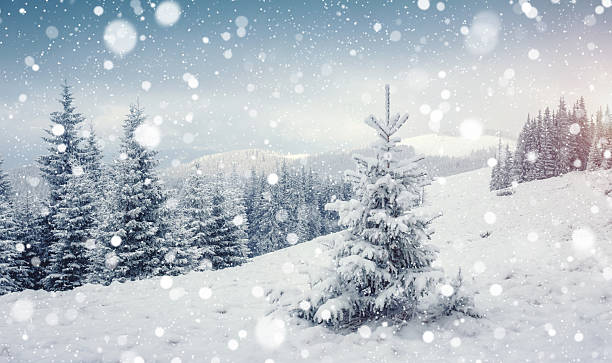 istock Frozen white spruces on a gloomy day. Location Carpathian mountain, Ukraine. 2239514327
