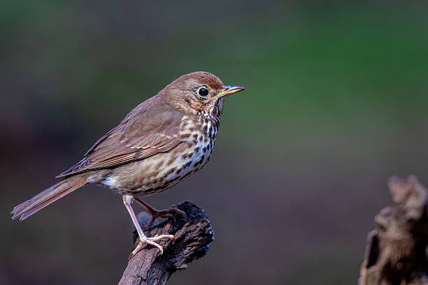istock Mistle trush in the forest in the Netherlands 2239515299