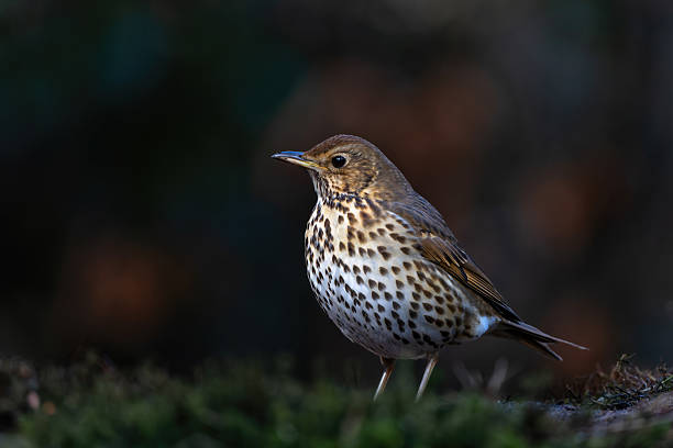 Mistle trush (Turdus viscivorus) hanging around at a pond in the forest in the Netherlands