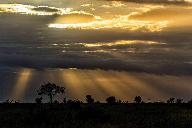 istock Landscape in Kruger National Park 2239515932