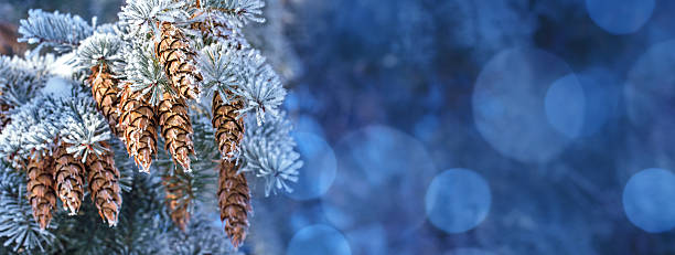 Spruce tree branches are coated in frost, showcasing brown cones. The soft blue background creates a serene winter atmosphere, highlighting the beauty of nature in cold weather. Blue bokeh lights background with space for copy.