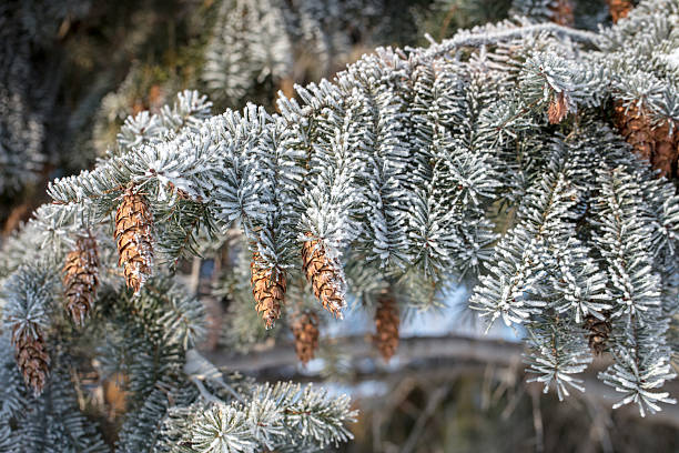 Frost-covered spruce tree branches with cones glistening in winter sunlight in the forest. Shallow depth of field.