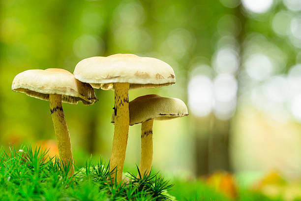 Mushrooms growing inside a rotting tree trunk in Welsh woodland.