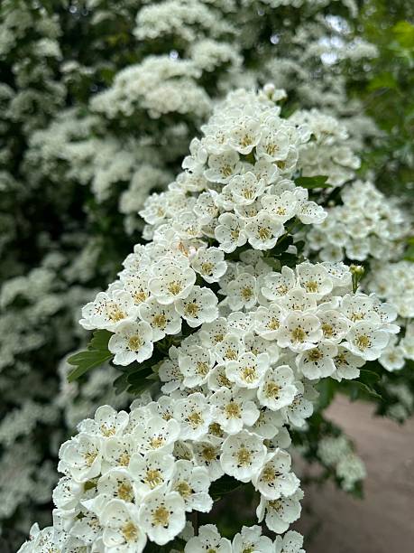 istock Crataegus monogyna (common hawthorn, single-seeded hawthorn) in blossom. 2239517824