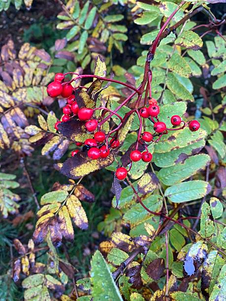 istock Bright red rowan berries on branch with autumn leaves in forest 2239521468