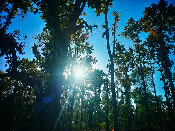 A dramatic sunburst explodes through the dense canopy of a forest, casting bright rays through the tall tree trunks. The image features a stark contrast between the deep blue sky and the silhouetted trees.