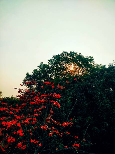 A vibrant red flowering tree dominates the foreground, contrasted against a dark green canopy where the setting sun briefly bursts through the leaves under a pale, hazy sky.