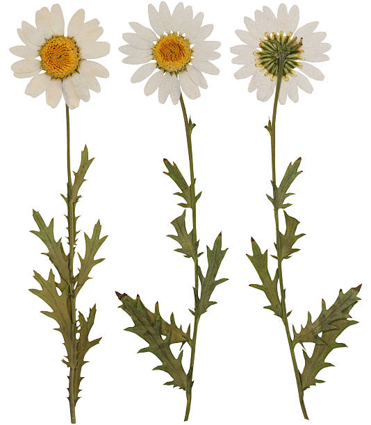 istock Pressed white daisy flower with stem and leaves 2239522675