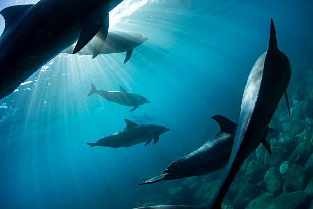 istock Sunlight and a view of a group of dolphins 2239523860