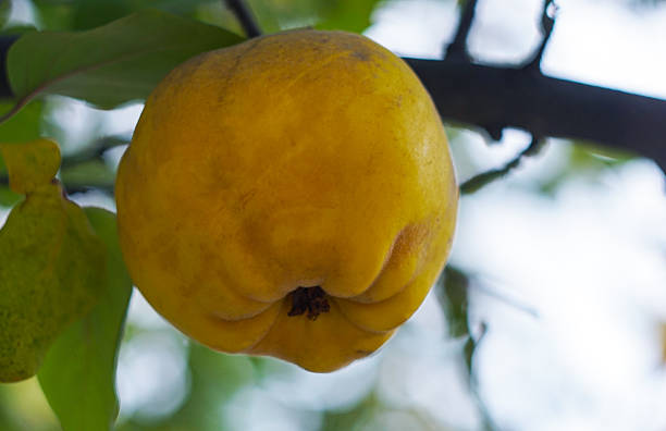 The fruit of the quince tree is yellow and ripe