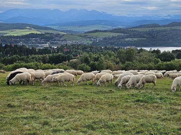 istock Sheep grazing in a pasture. 2239524795